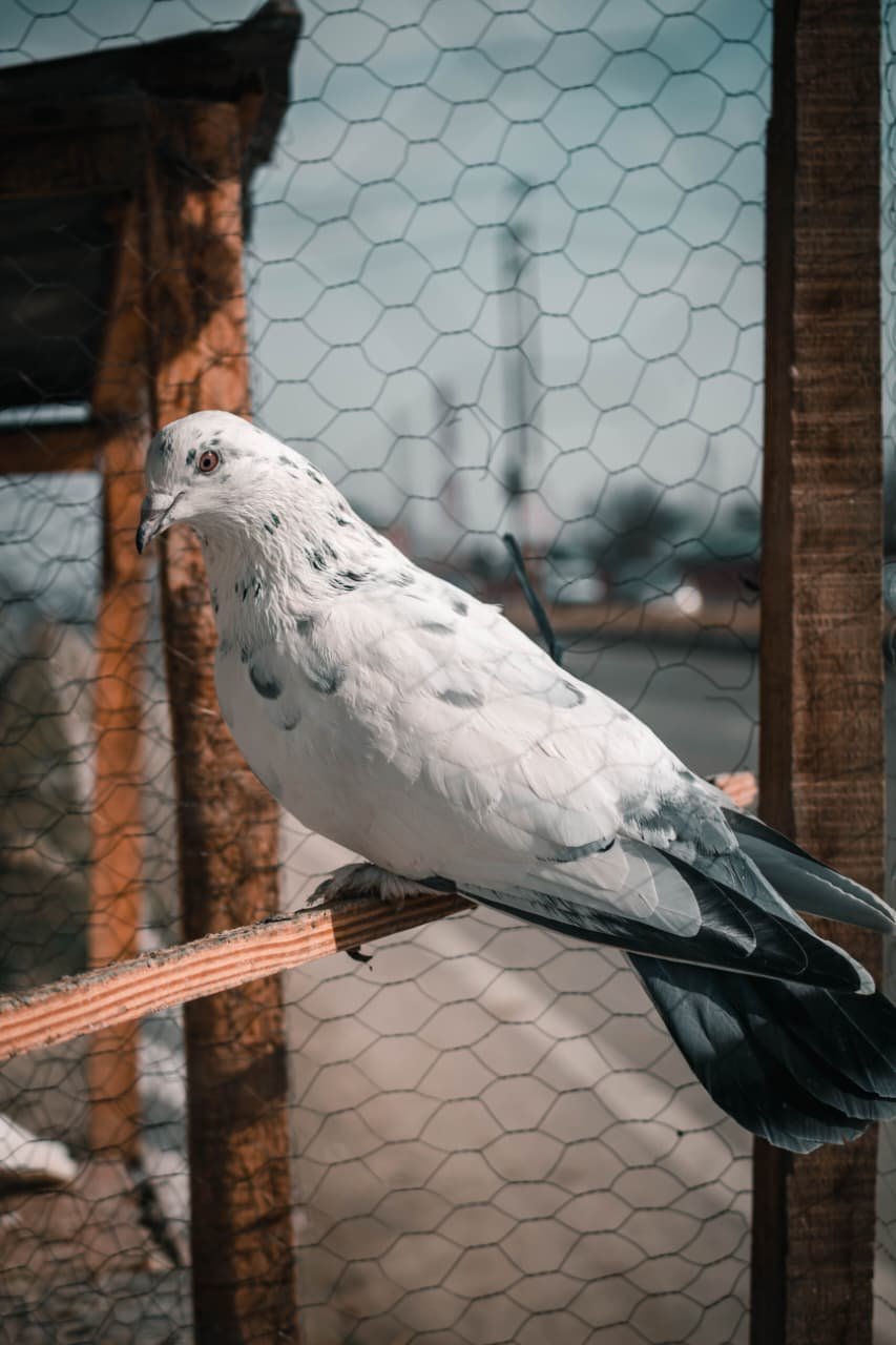 Pigeon Safety Nets